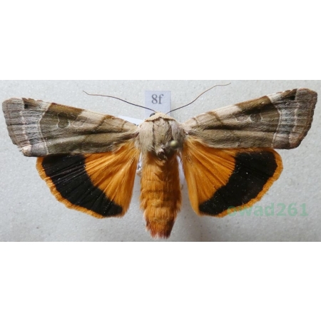 Noctua fimbriata (Schreber, 1759) Rolnica aksamitka Czech8f